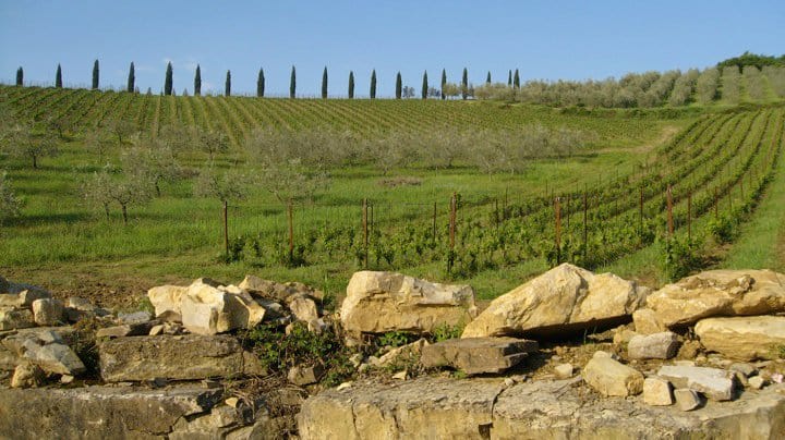 Exploring Italian Wines