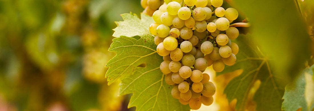 Chardonnay - What About It?