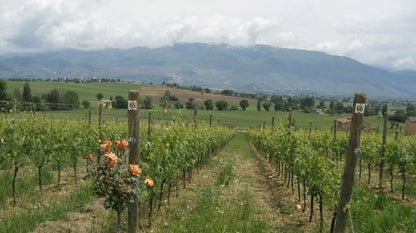 Exploring Italian Wines