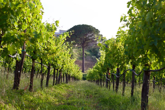 MASTERCLASS: Southern Italian Wine Maker